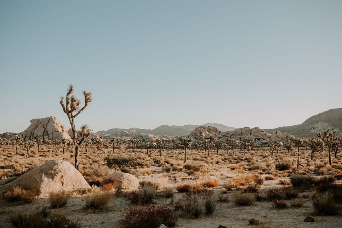 Joshua Tree
